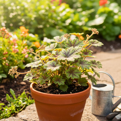  - Heuchera Tapestry Evergreen Perennial 2L Pot