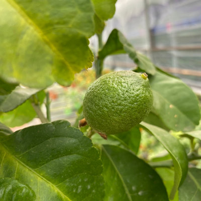 Mini Lemon Tree Fragrant Evergreen Indoor Outdoor Citrus Plant In Pot from B&Q