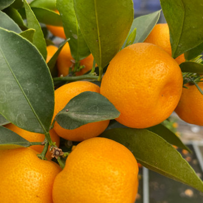 Mini Calamondin Tree Orange Fruit Fragrant Evergreen Citrus Plant from B&Q