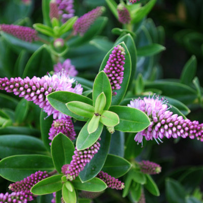  - Hebe New Zealand Evergreen Shrub 2L Pot