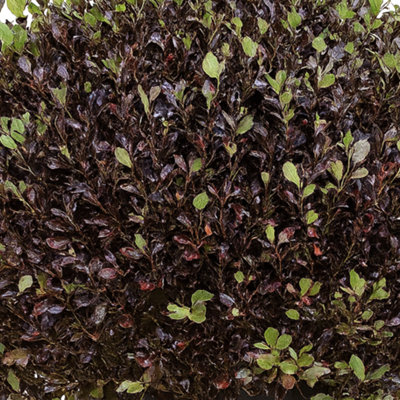  - Pittosporum Tom Thumb Dwarf Purple-Leaved Evergreen 3L Pot