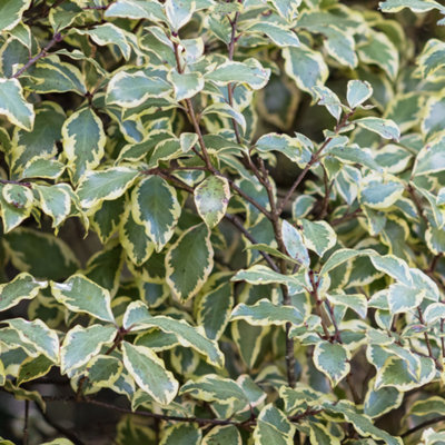 Pittosporum Variegatum Silver Cream Evergreen Shrub from B&Q