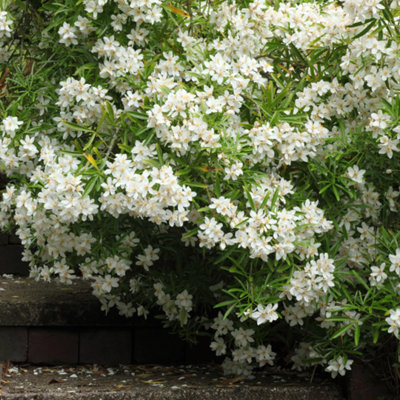  - Choisya Sundance Evergreen Shrub 2L Pot