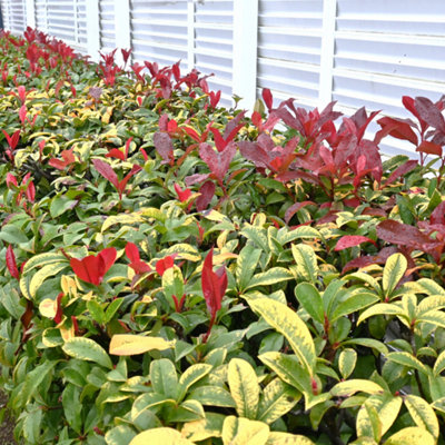  - Photinia Red Robin Evergreen Shrub 2L Pot