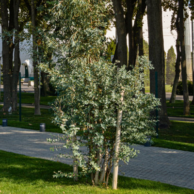 Eucalyptus Gunnii Silver Blue Aromatic Evergreen Tree from B&Q