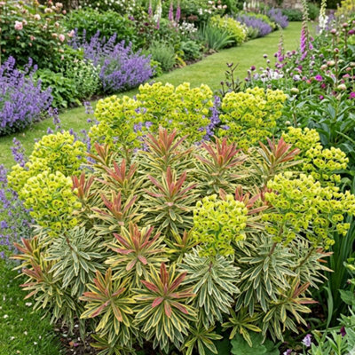  - Euphorbia Ascot Rainbow Evergreen Perennial 2L Pot