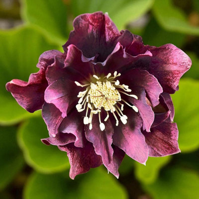 Carbeth Plants 6 X Helleborus Double Ellen Red Bare RootRich Double-Petalled Evergreen Hellebore Perennial Winter Flowering Shrub from B&Q