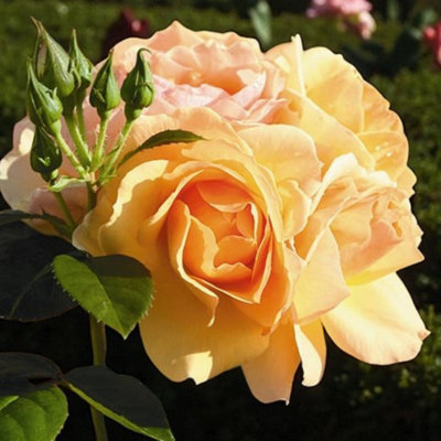 Carbeth Plants Hansestadt Rostock RoseScented Orange Hybrid Tea Rose Bush In 3 Litre Pot from B&Q