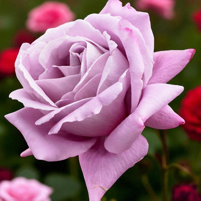 Carbeth Plants Waltztime Rostock RoseScented Purple Hybrid Tea Rose Bush In 3 Litre Pot from B&Q