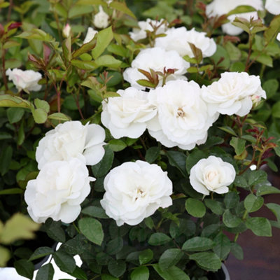 Carbeth Plants Baby Schneewitchen RoseWhite Double Bloom Floribunda Rose Bush In 3 Litre Pot from B&Q