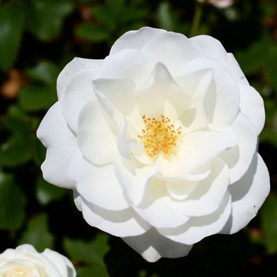 Carbeth Plants Kristal RoseWhite Floribunda Rose Bush In 3 Litre PotPollinator Friendly from B&Q