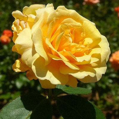 Carbeth Plants Inka RoseYellow Floribunda Rose Bush In 3 Litre PotPollinator Friendly from B&Q