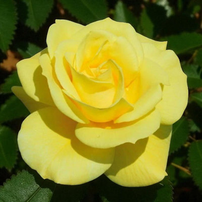 Carbeth Plants Friesia RoseYellow Floribunda Rose Bush In 3 Litre PotPollinator Friendly from B&Q