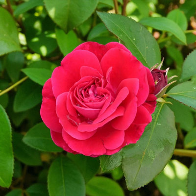 Carbeth Plants Red Meilove RoseRed Hybrid Tea Rose Bush In 3 Litre PotPollinator Friendly from B&Q