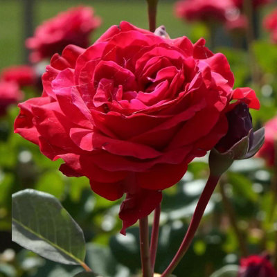 Carbeth Plants Stortebeker RoseScented Red Hybrid Tea Rose Bush In 3 Litre PotEasy Grow from B&Q