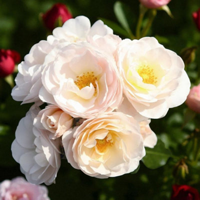 Carbeth Plants Sirius RoseScented Cream Hybrid Tea Rose Bush In 3 Litre PotEasy Grow from B&Q