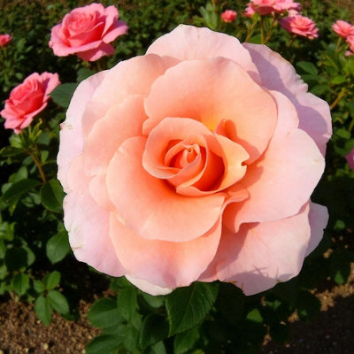 Carbeth Plants Myveta RoseFragrant Pink Floribunda Rose Bush In 3 Litre PotEasy To Grow from B&Q
