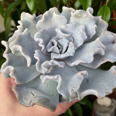 Carbeth Plants Echeveria Crispate Beauty Indoor Plant 1 X 13Cm PotDecorative Ruffled Grey Green SucculentLow Maintenance Potted Houseplant from B&Q