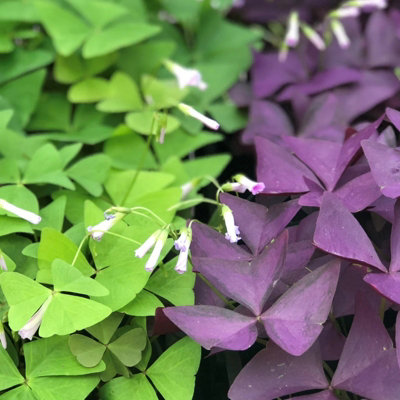 B&Q -  Oxalis Indoor Plant 3 X 12Cm PotMixed Colourful False Shamrock Flowering Foliage Houseplant For Bright Rooms & Windowsills