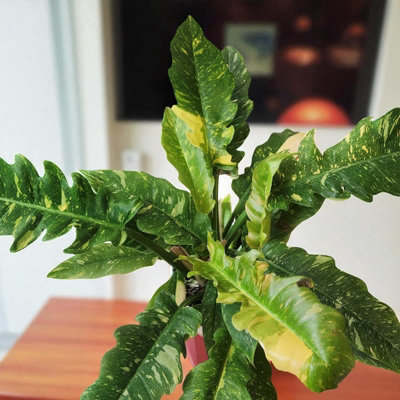 Carbeth Plants Philodendron Ring Of Fire 2 X 12Cm PotRare Tiger Tooth Indoor Plant With Variegated Tropical Houseplant Home & Office Décor from B&Q