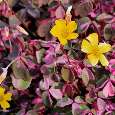 B&Q -  Oxalis Spiralis Crazy Pink In 12Cm PotHardy Perennial Shamrock Foliage Plant