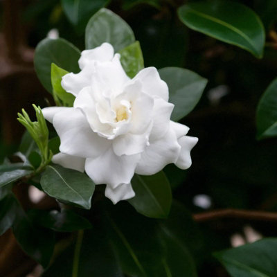 Carbeth Plants Cape Jasmine Plant In 13Cm PotEvergreen Shrub With Fragrant White Flowers from B&Q