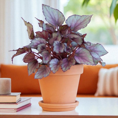 Carbeth Plants Begonia Beleaf Maori Haze In 12Cm PotIndoor Houseplant With Colourful Patterned Foliage from B&Q