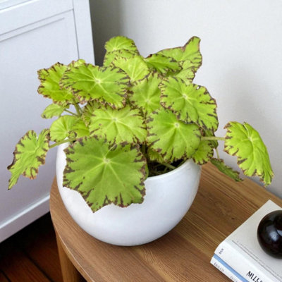 Carbeth Plants Begonia Beleaf Lima Love In 12Cm PotIndoor Houseplant With Colourful Patterned Foliage from B&Q