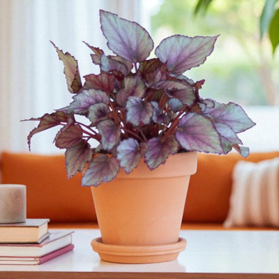 Carbeth Plants 2 X Begonia Beleaf Maori Haze In 12Cm PotIndoor Houseplant With Colourful Patterned Foliage from B&Q