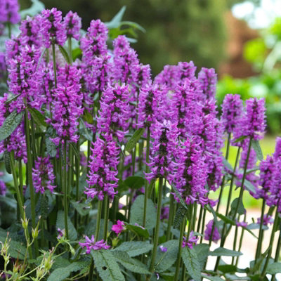 Carbeth Plants 2 X Stachys Hummelo In 9Cm PotHardy Summer Flowering Perennial from B&Q