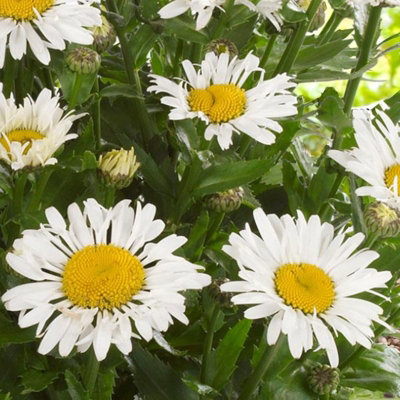 Carbeth Plants 2 X Leucanthemum Lacrosse In 9Cm PotHardy Summer Flowering Perennial from B&Q