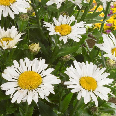 Carbeth Plants 2 X Leucanthemum Ooh La Lagrande In 9Cm PotHardy Summer Flowering Perennial from B&Q