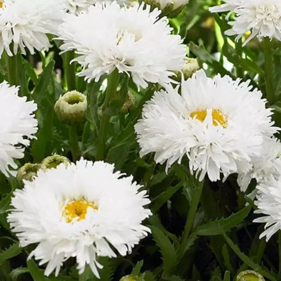 Carbeth Plants 2 X Leucanthemum Ooh La Laspider In 9Cm PotHardy Summer Flowering Perennial from B&Q