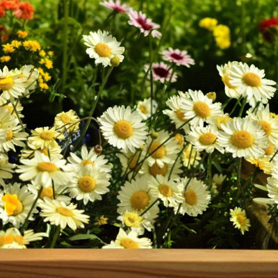 Carbeth Plants 3 X Leucanthemum Ooh La Lacreme In 9Cm PotHardy Summer Flowering Perennial from B&Q