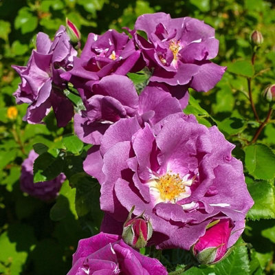 Carbeth Plants Rhapsody In Blue Rose Bush In 14Cm PotFragrant Purple Floribunda Rose Bush from B&Q