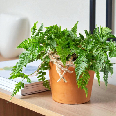 Carbeth Plants White Rabbit Foot Fern In 12Cm PotWhite Rabbit Foot Fern In 12Cm PotIndoor Houseplant With Unique Fuzzy Foliage from B&Q