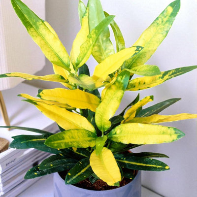 Carbeth Plants Codiaeum Variegatum Sunny Star In 12Cm PotEasy To Care Croton Live Houseplant from B&Q