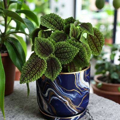 Carbeth Plants Pilea Moon ValleyEasy Care Indoor Houseplant from B&Q