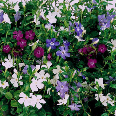 Carbeth Plants 2 X Vinca Minor TricolourHardy Evergreen Ground Cover Plant from B&Q