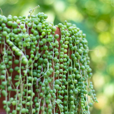 Carbeth Plants 2 X Senecio Rowleyanus String Of Pearls Indoor Plant In 9Cm PotTrailing Succulent Houseplant For Shelves Or Hanging Displays from B&Q
