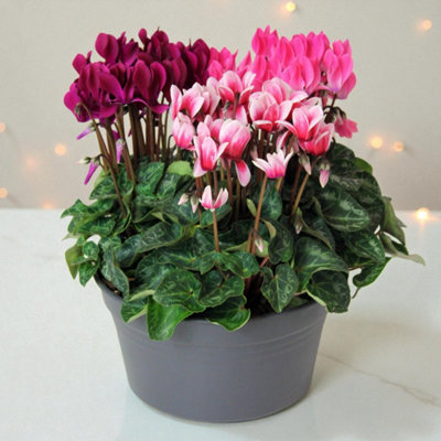Carbeth Plants Cyclamen Carnaval Trio Indoor Plant In 19Cm Bowl PotColourful Mixed Flowering Houseplant Living Festive Arrangement Gift from B&Q