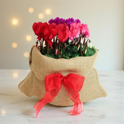 Carbeth Plants Cyclamen Carnaval Trio Gift Wrapped Indoor Plant In 19Cm Bowl PotColourful Mixed Flowering Houseplant Festive Arrangement Gift from B&Q