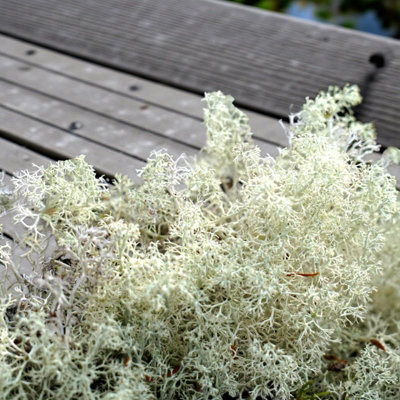 Carbeth Plants Natural Reindeer Moss 500G BoxNatural Preserved Moss For CraftsTerrariums & Display from B&Q