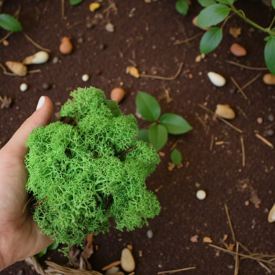 Carbeth Plants Light Green Reindeer Moss 500G BoxNatural Preserved Moss For CraftsTerrariums & Display from B&Q