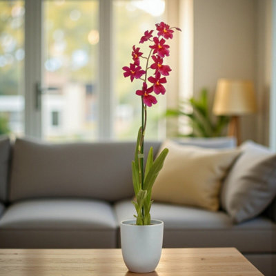 Carbeth Plants Cambria Nelly Isler Orchid In 12Cm PotFragrant Red 1 Stem Houseplant from B&Q