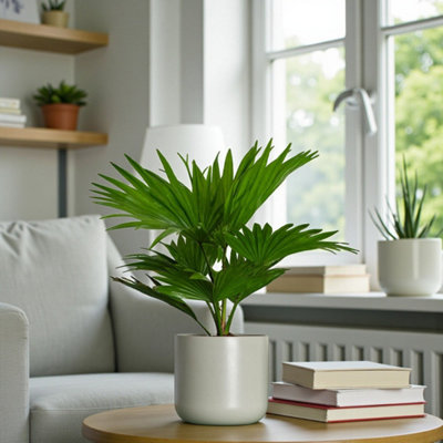 Carbeth Plants Footstool Palm In 12Cm PotEasy Care Tropical Houseplant For Home & Office from B&Q