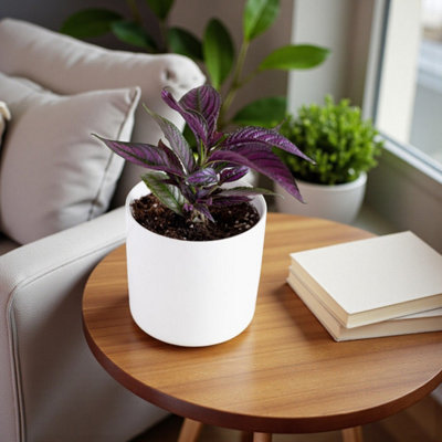 Carbeth Plants Persian Shield In 13Cm PotIridescent Purple Foliage Easy Care Houseplant from B&Q