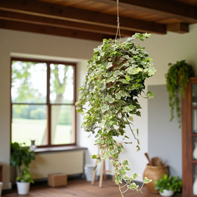 Carbeth Plants Hedera Green & White Ivy In Hanging 19Cm PotTrailing Variegated HouseplantFast Growing Indoor from B&Q