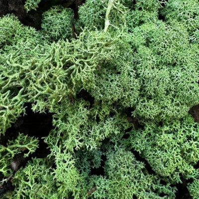 Carbeth Plants Dark Green Reindeer Moss 500G BoxNatural Preserved Moss For CraftsTerrariums & Display from B&Q