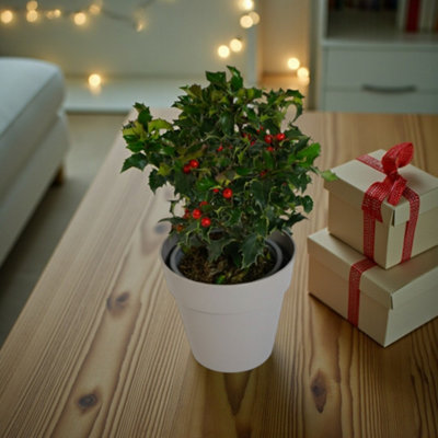 Carbeth Plants Mini Holly Plant Gift In 12Cm PotFestive Evergreen Christmas Decoration from B&Q